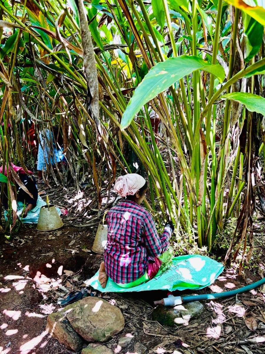 Cardamom harvest plucking at Erthiq plantation
