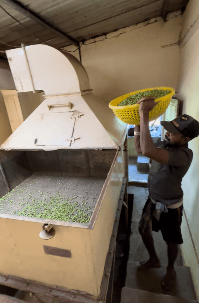 Cardamom curing and drying at Erthiq plantation