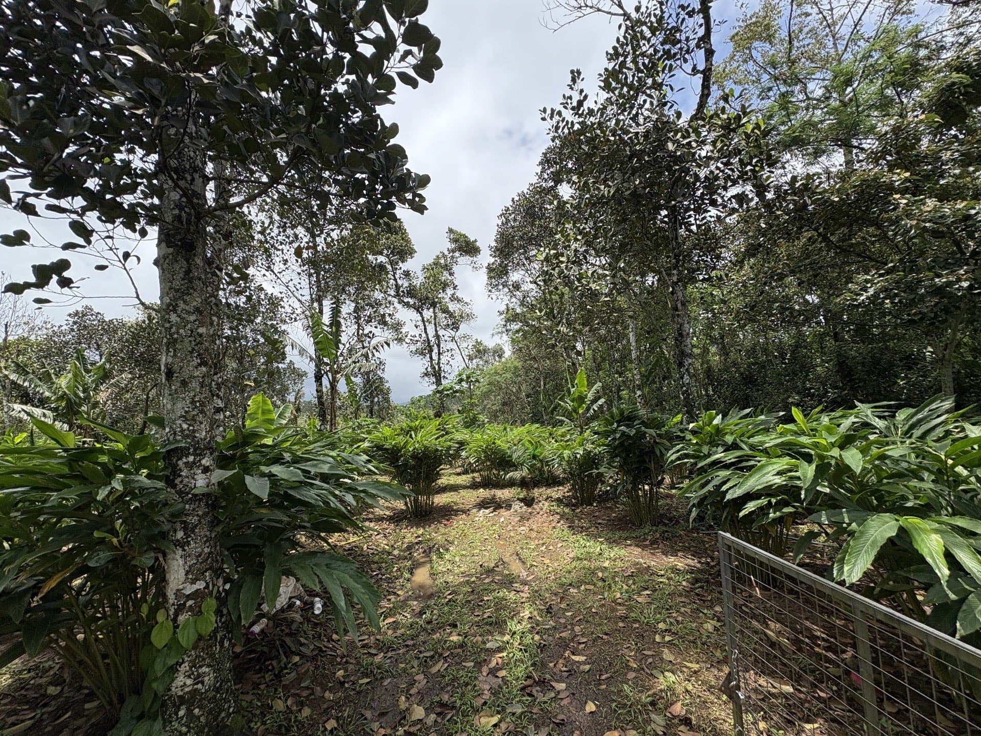 Cardamom plantation at Erthiq estate, Idukki, Kerala