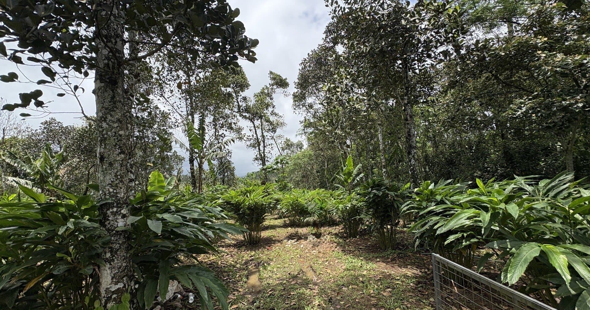 Cardamom plantation at Erthiq estate, Idukki, Kerala