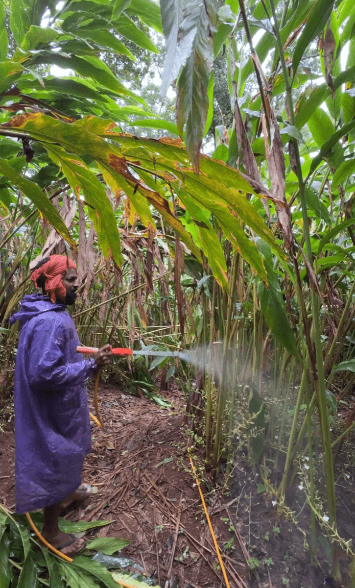 Soil-test driven medicine and fertiliser application at Erthiq plantation