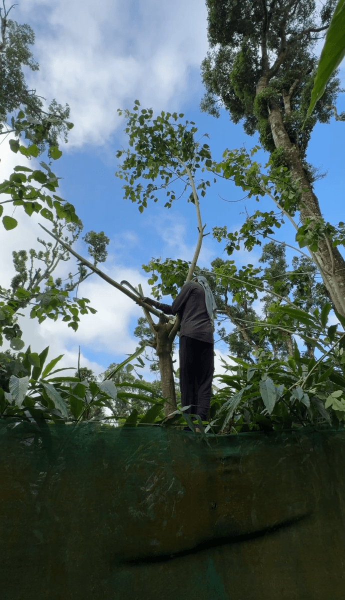 Shade tree maintenance at Erthiq cardamom plantation